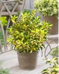 Euonymus japonicus ’Exstase’